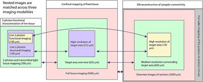 Reconstructing neural circuits using multiresolution correlated light and electron microscopy